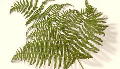plante medicinale pentru tratarea paraziților din organism