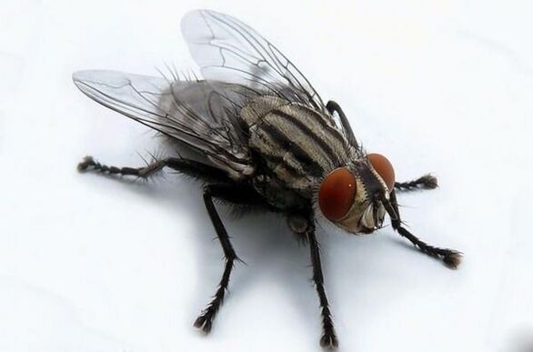 zboară ca purtător de paraziți umani